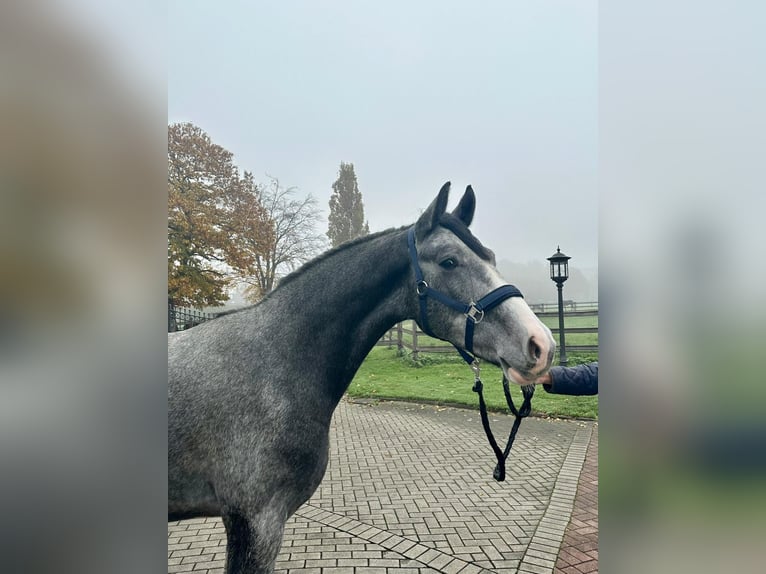 Koń reński Wałach 3 lat 168 cm Stalowosiwy in Bocholt