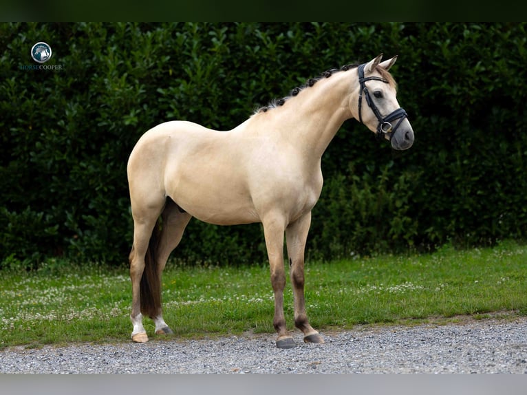 Koń reński Wałach 4 lat 145 cm Bułana in Kortessem