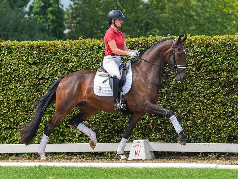 Koń reński Wałach 4 lat 168 cm Ciemnogniada in Münster