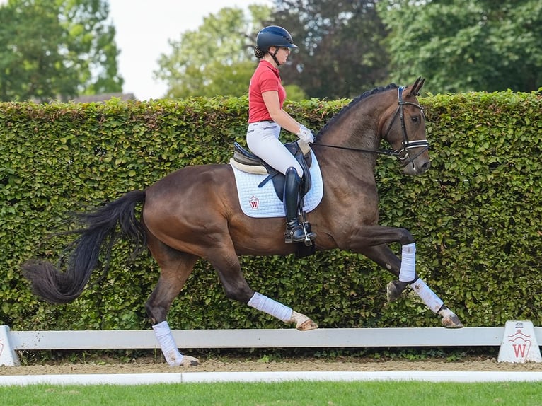 Koń reński Wałach 4 lat 168 cm Ciemnogniada in Münster