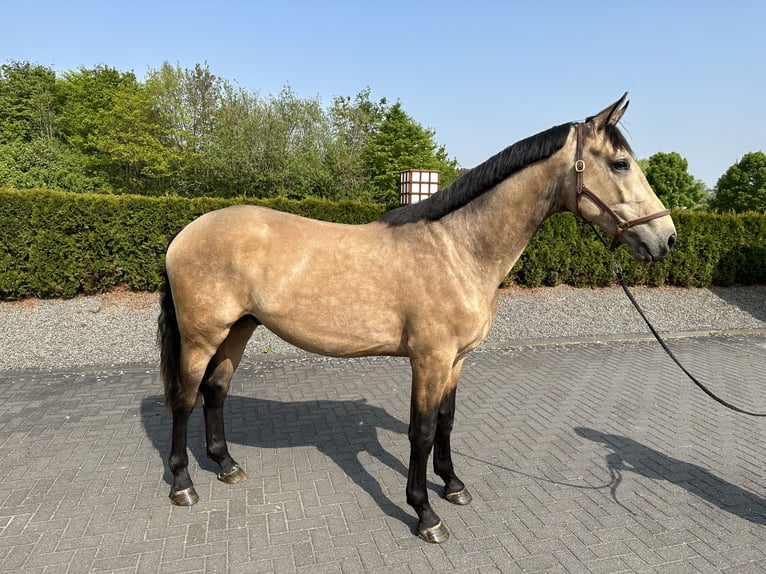 Koń reński Wałach 4 lat 170 cm Jelenia in Heimbach