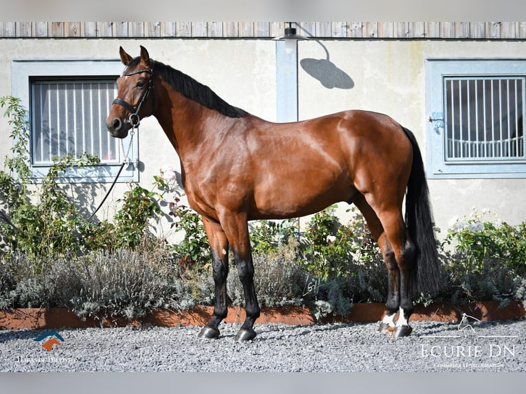 Koń reński Wałach 5 lat Gniada in La Roche en Ardenne