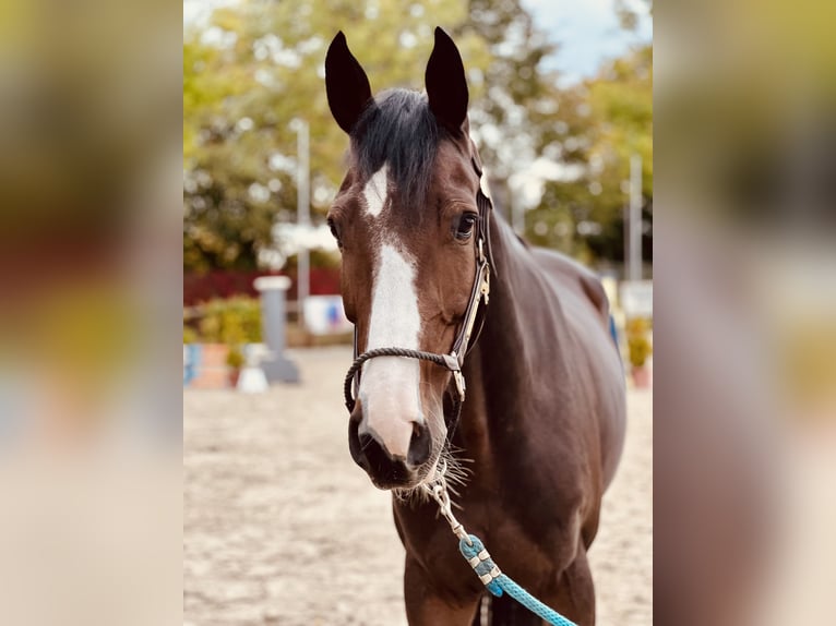 Koń reński Wałach 6 lat 164 cm Gniada in Monheim am Rhein