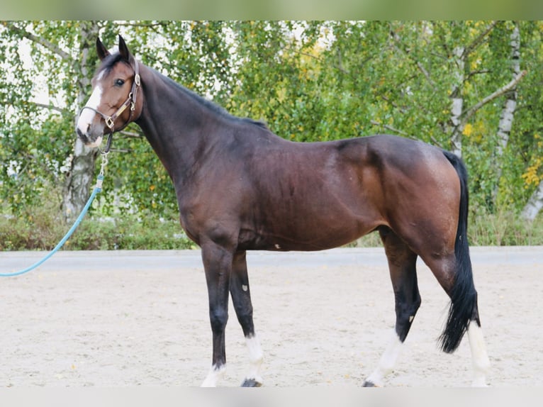 Koń reński Wałach 6 lat 164 cm Gniada in Monheim am Rhein