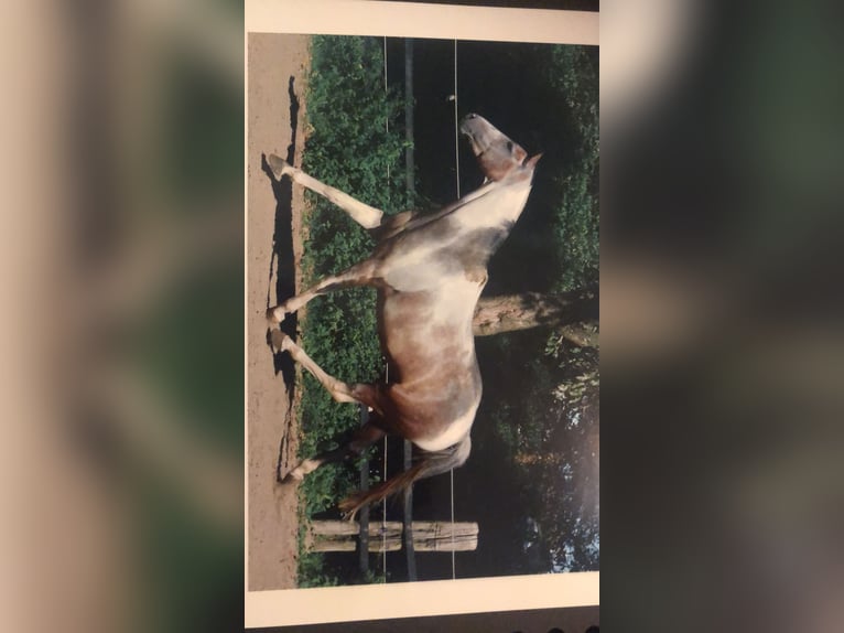 Koń reński Wałach 7 lat 159 cm Srokata in Essen