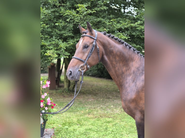 Koń reński Wałach 7 lat 170 cm Gniada in Willich