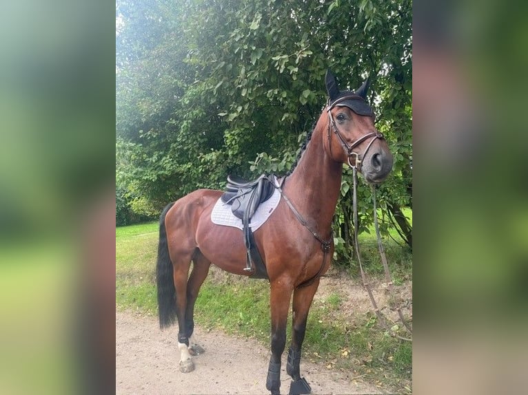 Koń reński Wałach 7 lat 175 cm Gniada in Hamburg