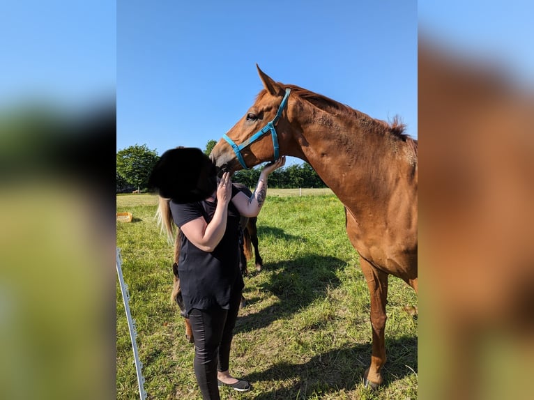 Koń reński Wałach 8 lat 172 cm Kasztanowata in Schleiden