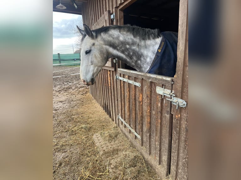 Koń reński Wałach 8 lat 172 cm Siwa in Grevenbroich