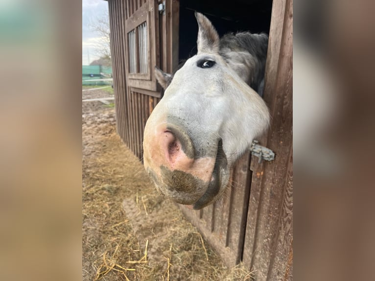 Koń reński Wałach 8 lat 172 cm Siwa in Grevenbroich