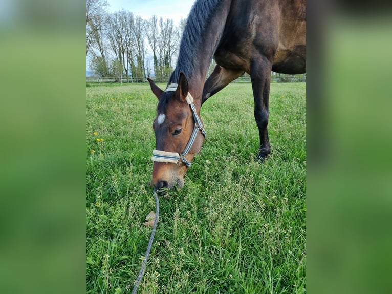 Koń reński Wałach 9 lat 174 cm Ciemnogniada in Umkirch