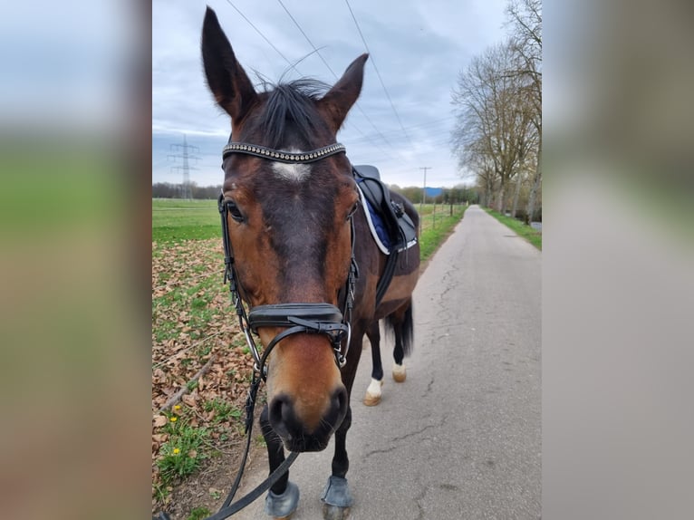 Koń reński Wałach 9 lat 174 cm Ciemnogniada in Umkirch