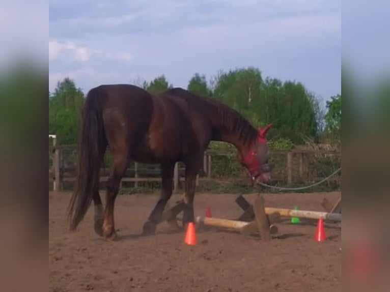 Koń śląski Klacz 11 lat 165 cm Ciemnokasztanowata in Katowice