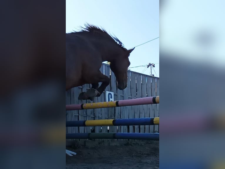 Koń śląski Klacz 11 lat 165 cm Ciemnokasztanowata in Katowice