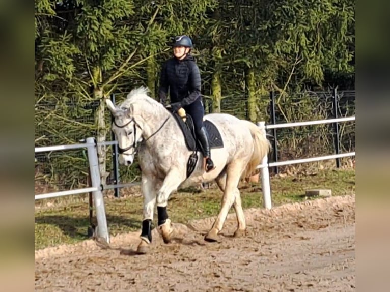 Koń śląski Klacz 11 lat 165 cm Siwa in FORST