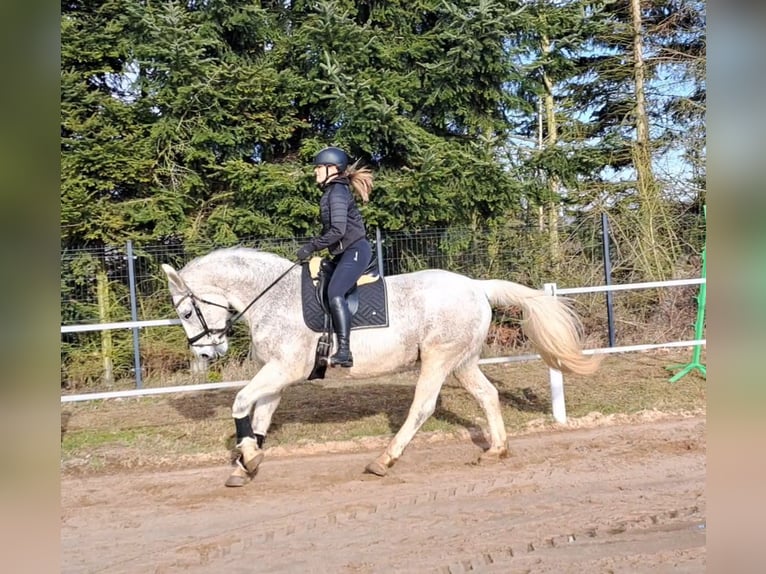 Koń śląski Klacz 11 lat 165 cm Siwa in FORST