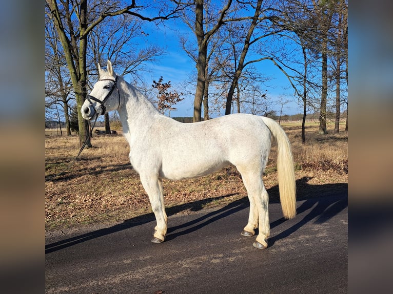 Koń śląski Klacz 11 lat 165 cm Siwa in FORST