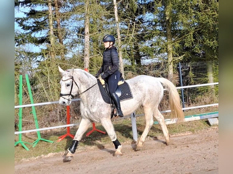 Koń śląski Klacz 11 lat 165 cm Siwa in FORST