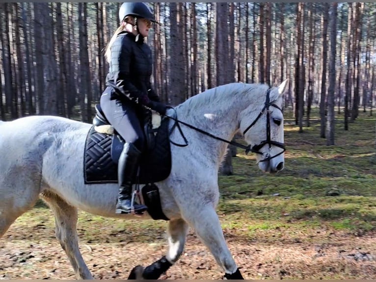 Koń śląski Klacz 11 lat 165 cm Siwa in FORST