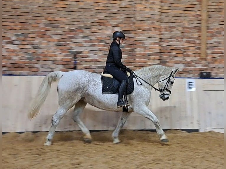 Koń śląski Klacz 11 lat 165 cm Siwa in Forst