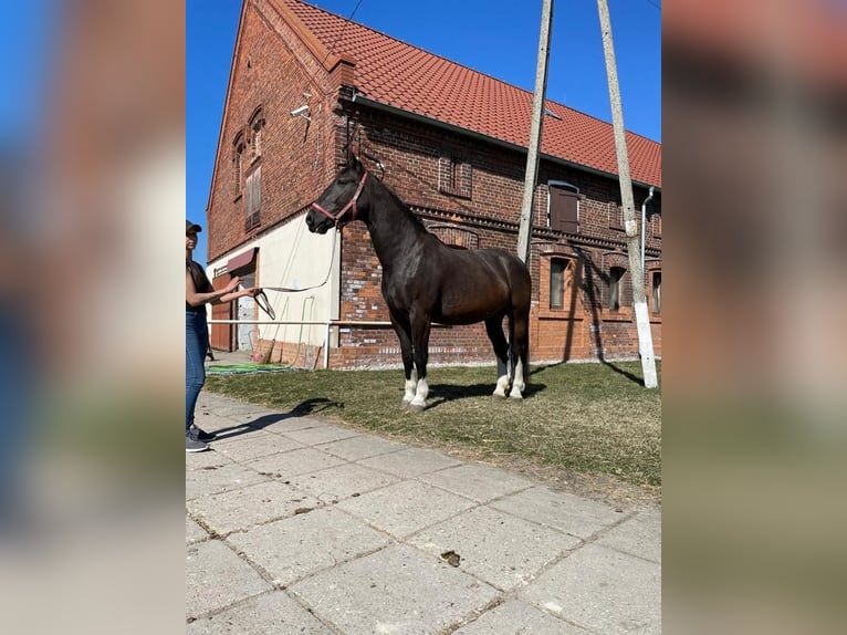 Koń śląski Klacz 11 lat 168 cm Kara in Dziuplina