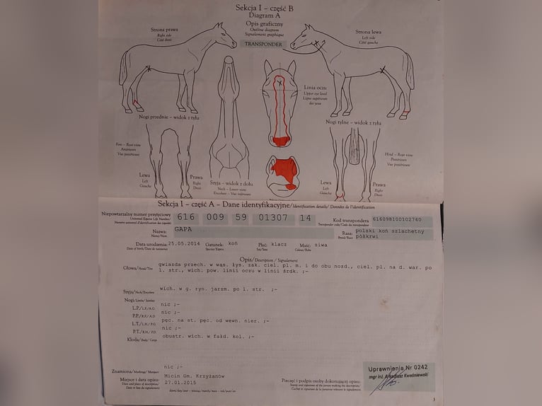 Koń śląski Klacz 12 lat 168 cm Siwa w hreczce in St. Georgen am Walde