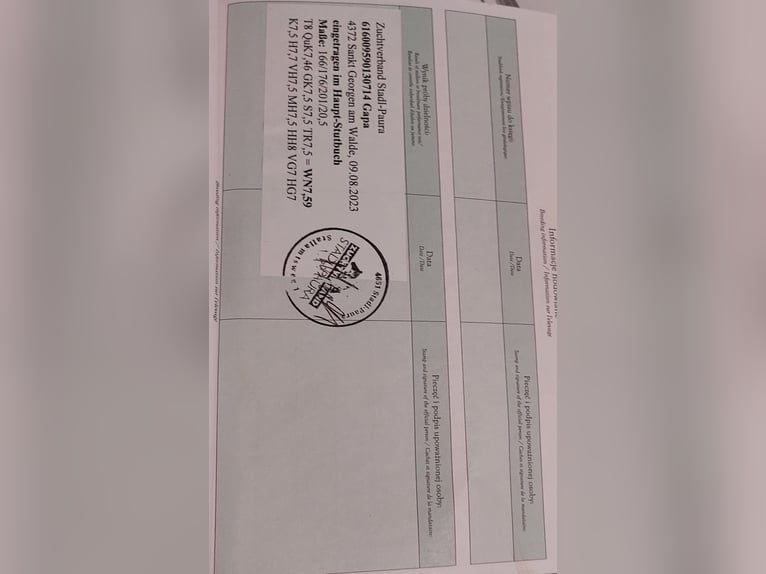 Koń śląski Klacz 12 lat 168 cm Siwa w hreczce in St. Georgen am Walde