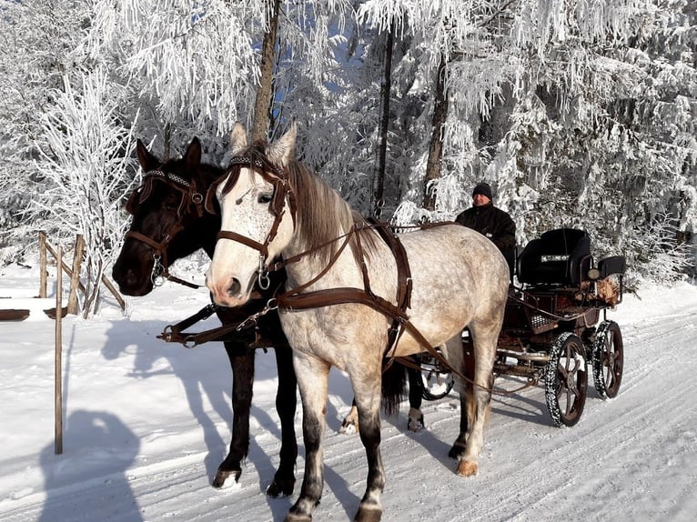 Koń śląski Klacz 12 lat 168 cm Siwa w hreczce in St. Georgen am Walde