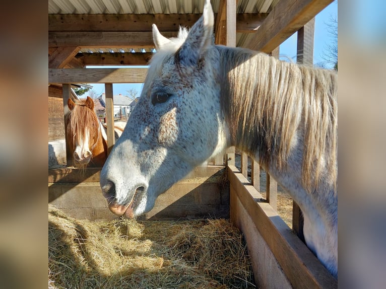 Koń śląski Klacz 12 lat 168 cm Siwa w hreczce in St. Georgen am Walde