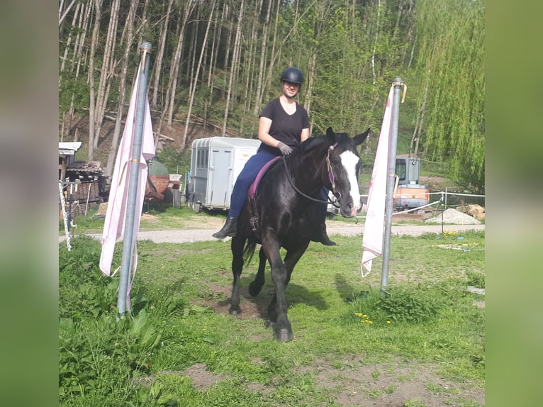 Koń śląski Klacz 13 lat 162 cm Kara in Bayerbach