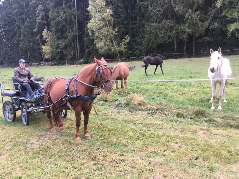 Koń śląski Klacz 14 lat 153 cm Kasztanowata in Rehau