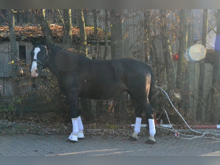 Koń śląski Klacz 14 lat 158 cm Kara in Würzburg