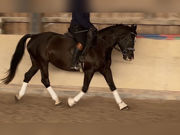 Koń śląski Klacz 14 lat 158 cm Kara in Würzburg