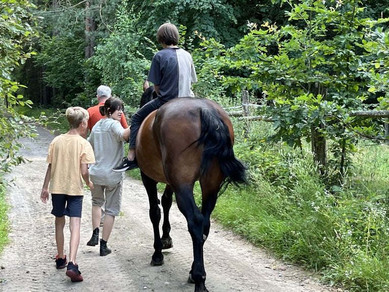 Koń śląski Mix Klacz 15 lat 170 cm Gniada in Zabrodzie