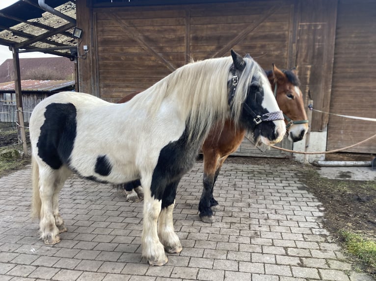 Koń śląski Klacz 17 lat 161 cm Srokata in Ostrach