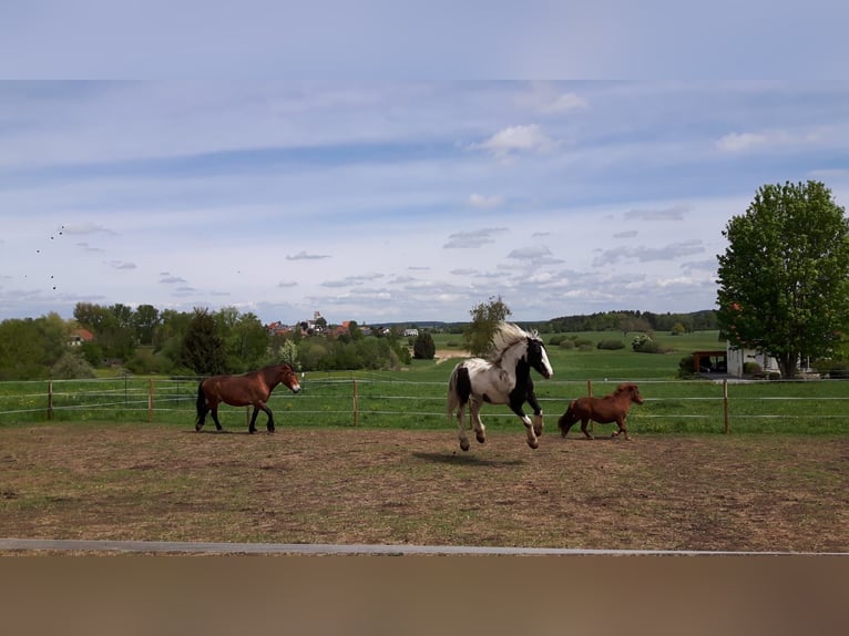Koń śląski Klacz 17 lat 163 cm Gniada in Ostrach