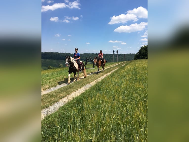 Koń śląski Klacz 17 lat 163 cm Gniada in Ostrach