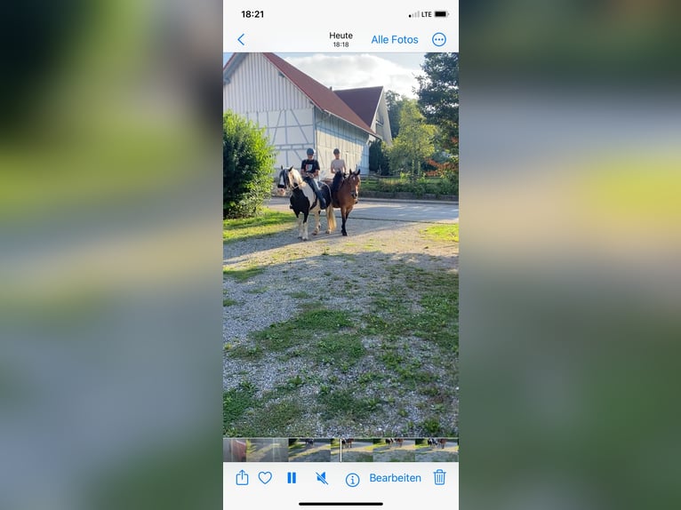 Koń śląski Klacz 18 lat 161 cm Srokata in Ostrach