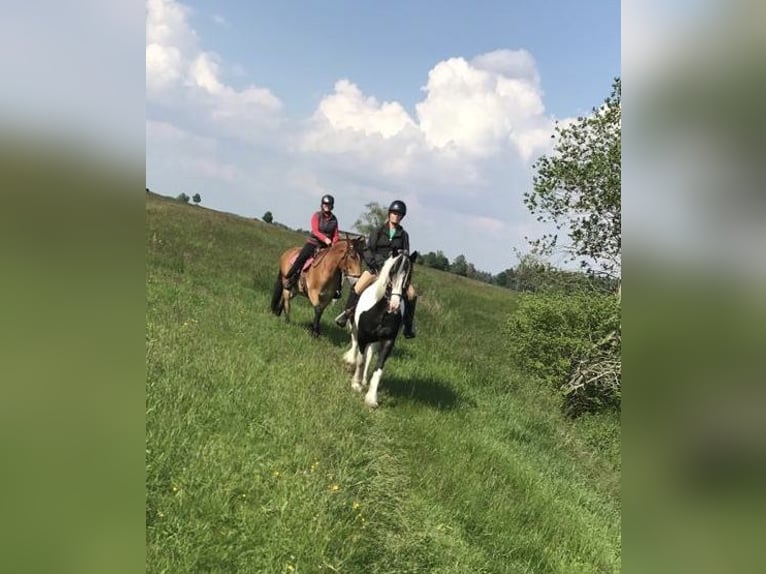 Koń śląski Klacz 19 lat 161 cm Srokata in Ostrach