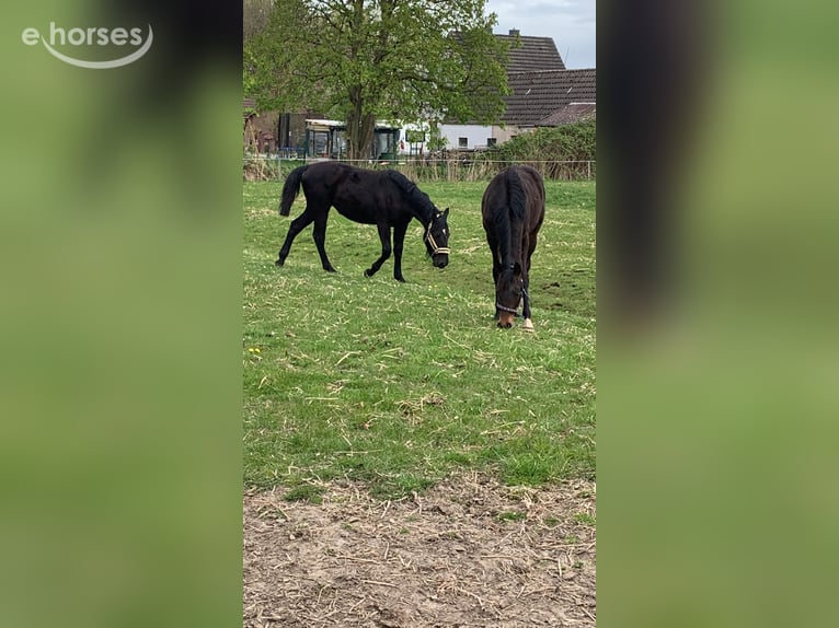 Koń śląski Klacz 1 Rok Kara in Misselwarden