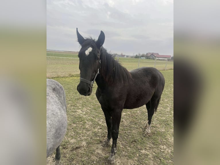 Koń śląski Klacz 1 Rok Kara in Konieczno