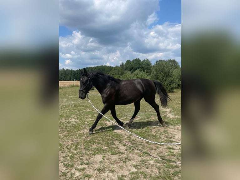 Koń śląski Klacz 2 lat 162 cm Kara in Wodzierady