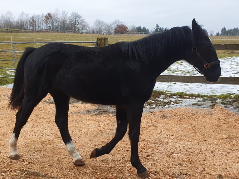 Koń śląski Klacz 2 lat 162 cm in Tiefenbach