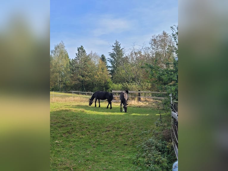 Koń śląski Klacz 2 lat 162 cm in Tiefenbach