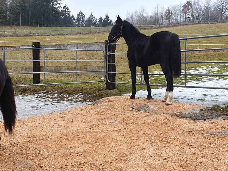 Koń śląski Klacz 2 lat 162 cm in Tiefenbach