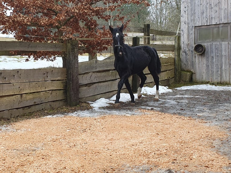 Koń śląski Klacz 2 lat 165 cm in Tiefenbach