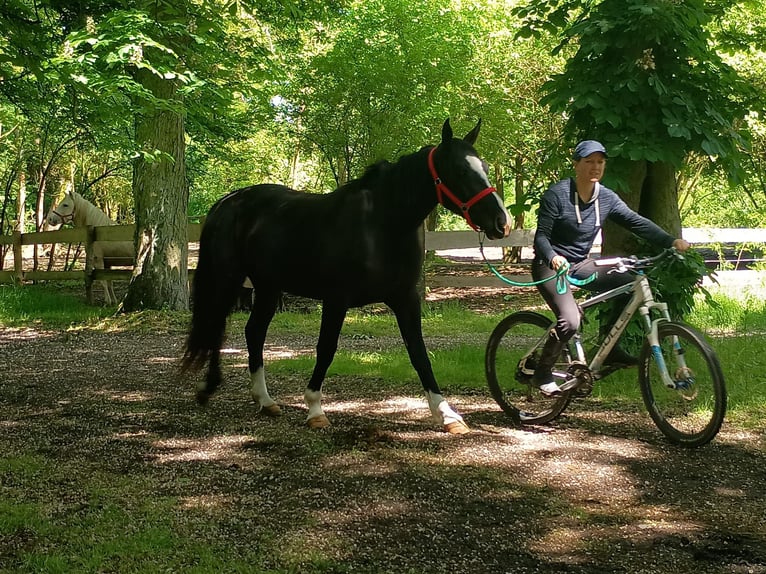 Koń śląski Klacz 3 lat 158 cm Kara in Leszno Dolne