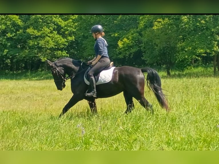 Koń śląski Klacz 3 lat 158 cm Kara in Leszno Dolne