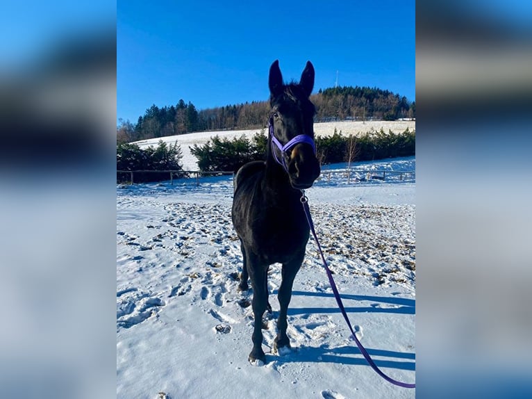 Koń śląski Klacz 3 lat 165 cm Kara in Jelenia Góra