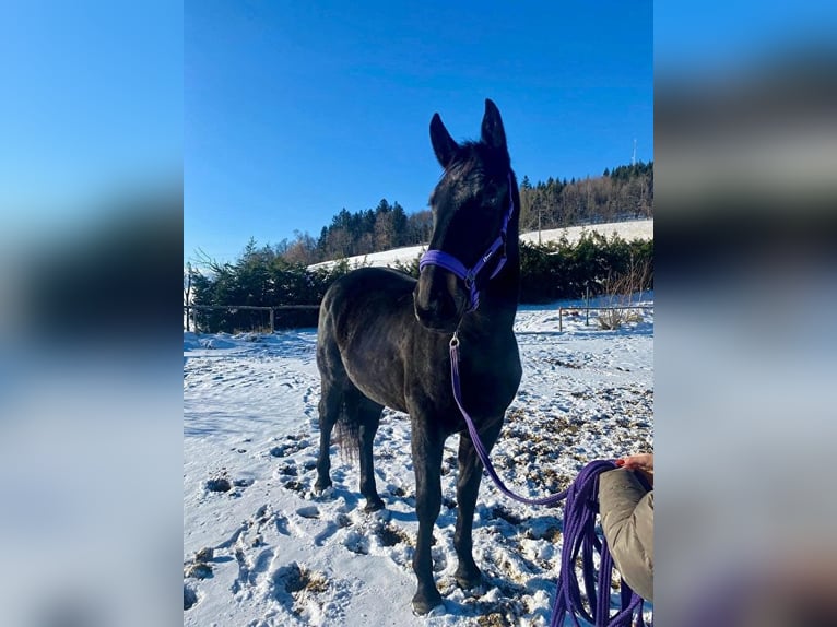 Koń śląski Klacz 3 lat 165 cm Kara in Jelenia Góra